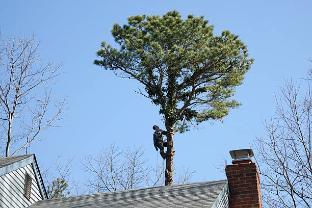 Carlisle, OH Tree Care Company